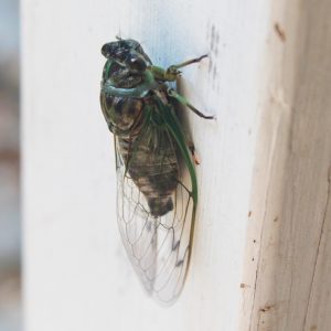 freshly molted cicada