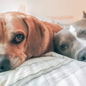 dogs lay cuddle next to eachother