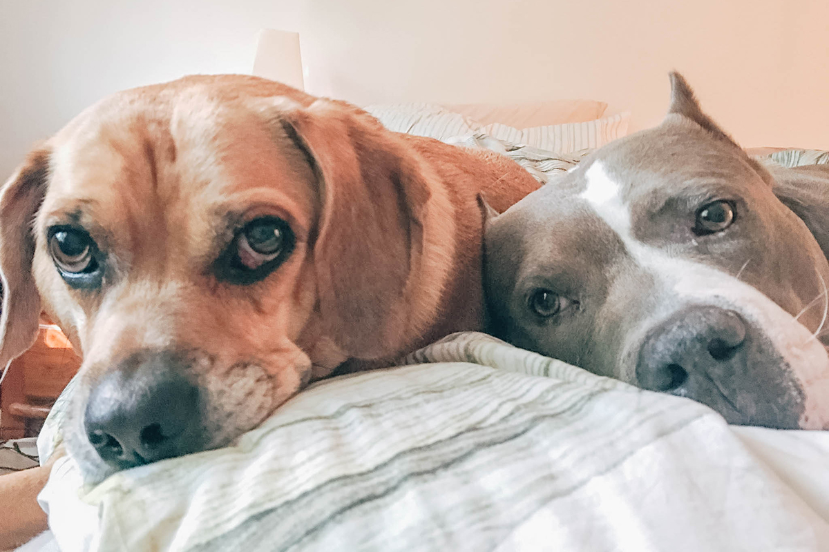 Best Amazon Finds for Dog Parents Digital Molt